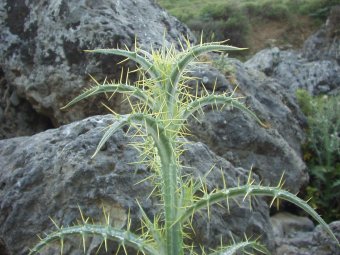 Notobasis syriaca met puntjes