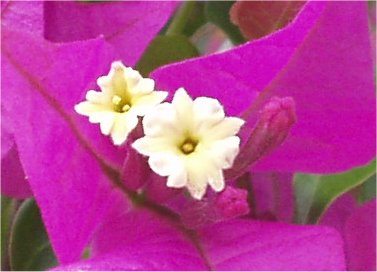 Bougainville hartjes