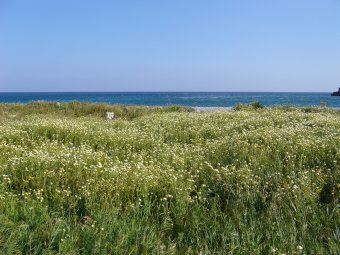 bloemenenzee