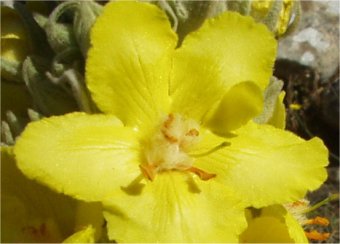gele bloem fluweel cu