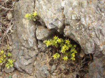 Sedum