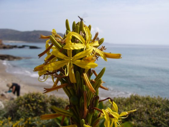 Asphodeline lutea groot