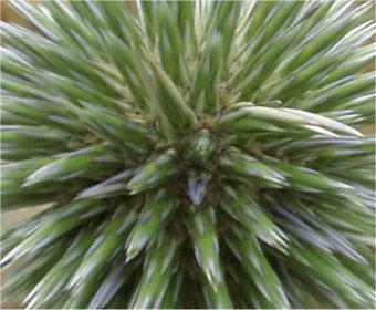 Echinops spinosissimus close up