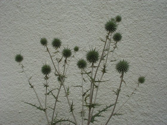 Echinops spinosissimus meer