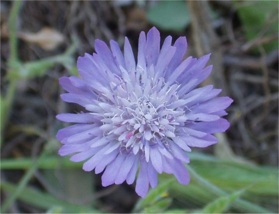 paardenbloem cu