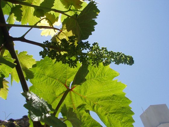 Vitis vinifera L.