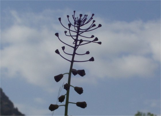 Muscari commosum silhouet