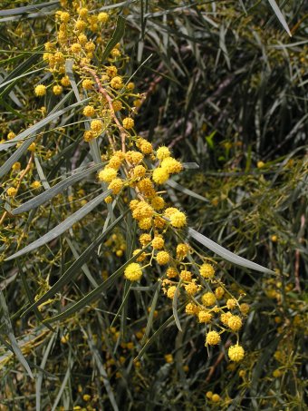 Acacia rethinoides 5