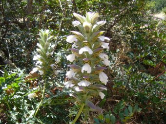 Acanthus spinosus 313