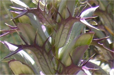 Acanthus spinosus close up