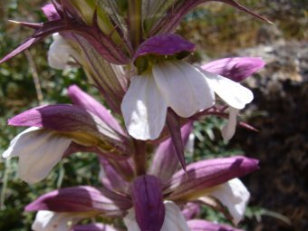 Acanthus spinosus close up