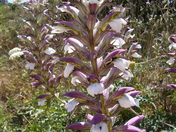 Acanthus spinosus cu