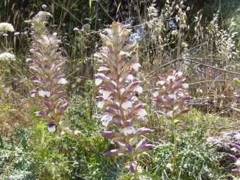 Acanthus spinosus meerdere