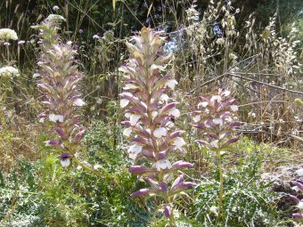 Acanthus spinosus meerdere