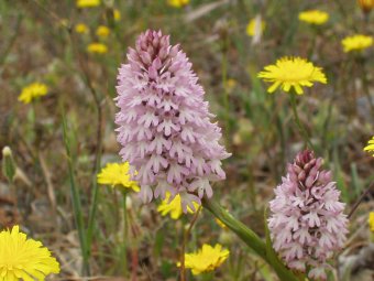 Anachamptis pyramidalis 001