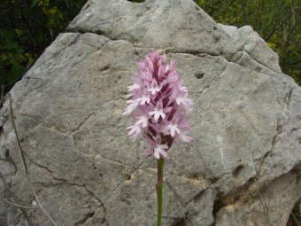 Anachamptis pyramidalis in het veld