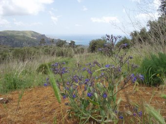 Anchusa hybrida