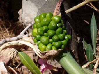 Arum dracunculus vulgaris zaad cu