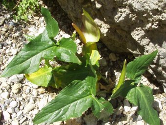 Arum idaeum 2