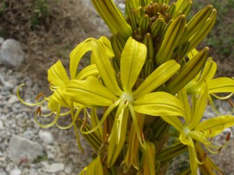 Asphodeline lutea