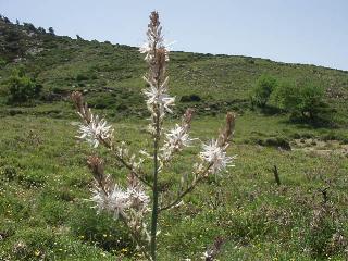 Asphodelus fistulosus