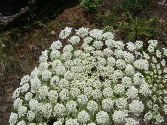 Daucus carotus peen wit