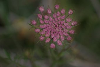 Daucus carotus peen wit