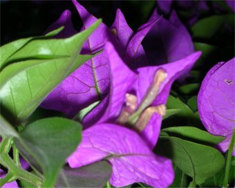 Bougainville 13b