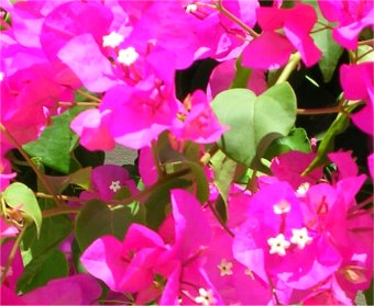 Bougainville 22