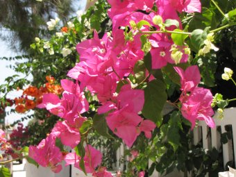 Bougainville rose