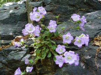 Campanula pelviformis 84