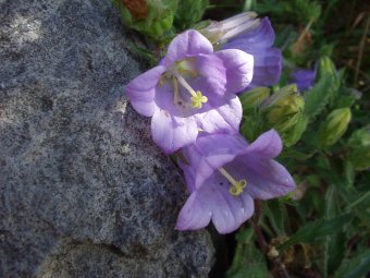 Campanula pelviformis hangend