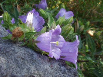 Campanula pelviformis liggend