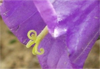 Campanula pelviformis langs de weg