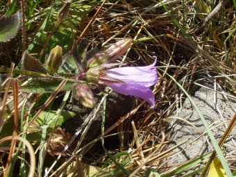 Campanula tubulosa