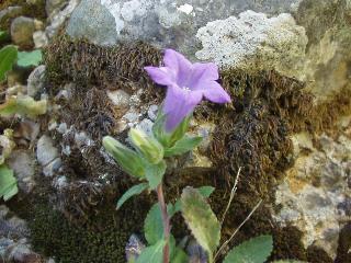 Campanula tubulosa Imbros