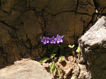 Campanula pelviformis tegenlicht