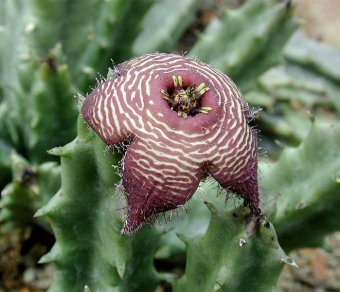 Caralluma europea klein