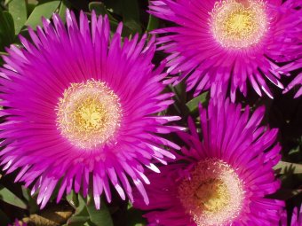 Carpobrotus 001