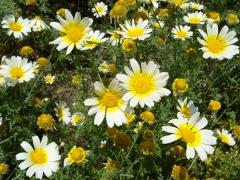 Chrysant