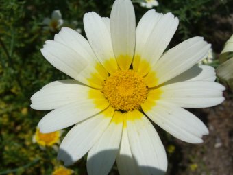 Chrysant 151