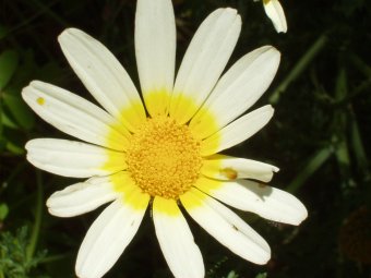Chrysanthemum coronarium var bicolor 001