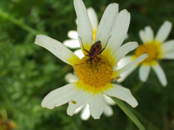 Chrysanthemum coronarium var bicolor met kevertje