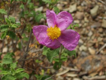 Cistus parviflorus cu