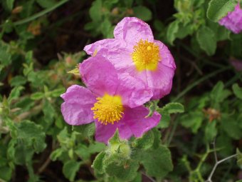 Cistus parviflorus