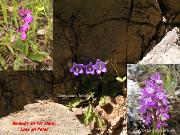 Compilatie Campanula tubulosa