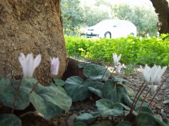 Cyclamen creticum