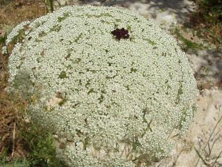 Daucus carotus peen wit
