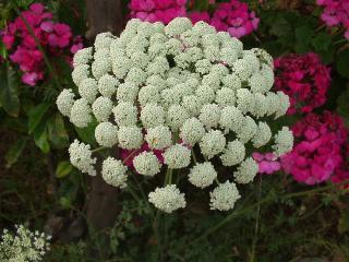 Daucus carotus peen wit