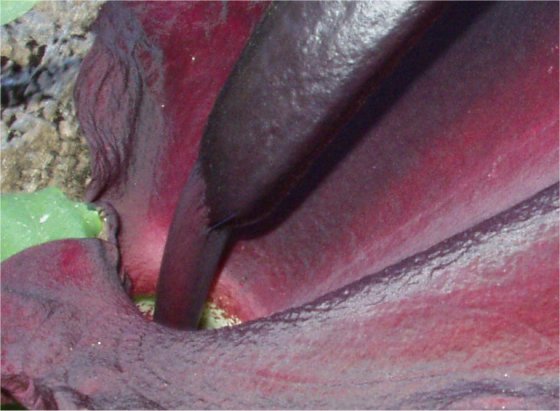 Arum dracunculus vulgaris